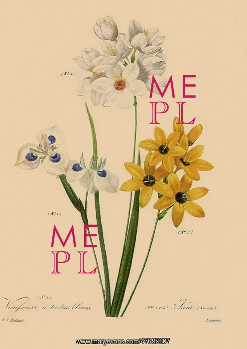 : Moraea tricuspidata, Ixia maculata, Ixia polystachya : Moraea tricuspidata, Ixia maculata, Ixia polystachya