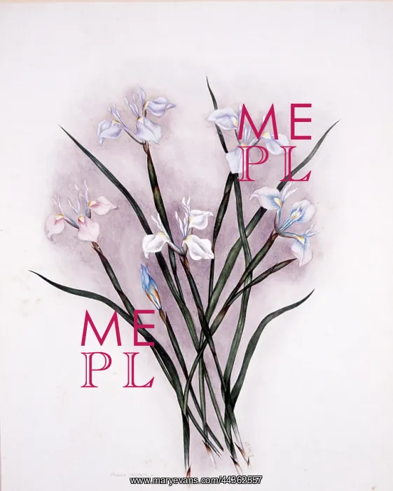 : Moraea Tripetala, circa 1910-1920 : Moraea Tripetala, circa 1910-1920