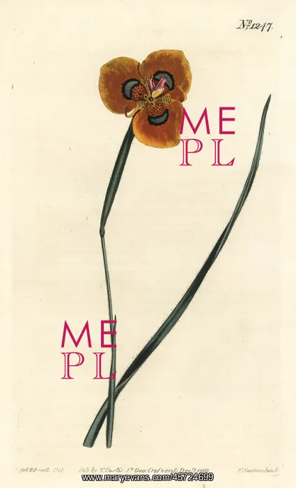 : Moraea tulbaghensis : Moraea tulbaghensis