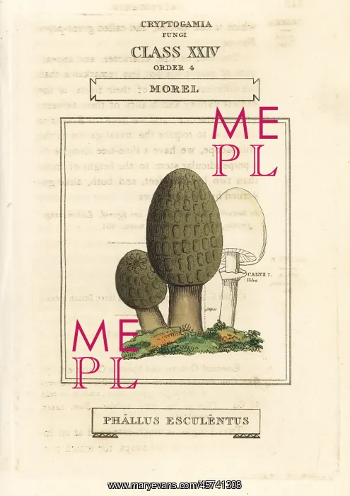 : Morel mushroom, Morchella esculenta : Morel mushroom, Morchella esculenta