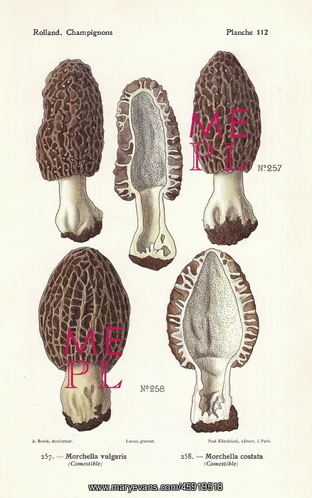: Morel mushrooms : Morel mushrooms
