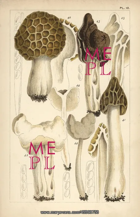 : Morel, saddle and helvella mushrooms : Morel, saddle and helvella mushrooms