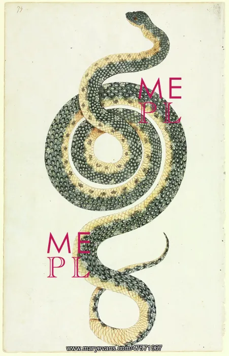 : Morelia spilota, diamond python : Morelia spilota, diamond python