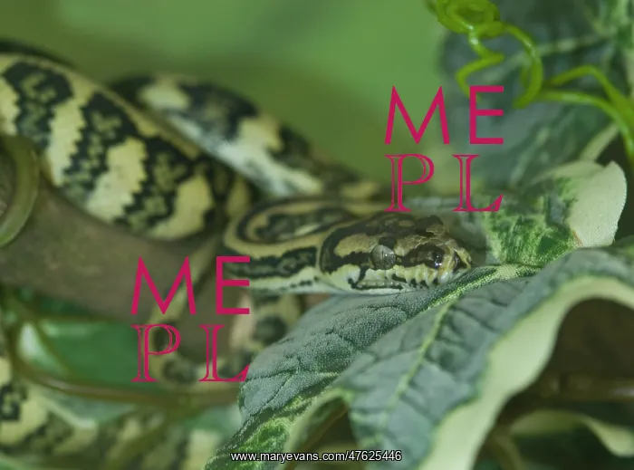 : Morelia spilota, Jaguar carpet python : Morelia spilota, Jaguar carpet python
