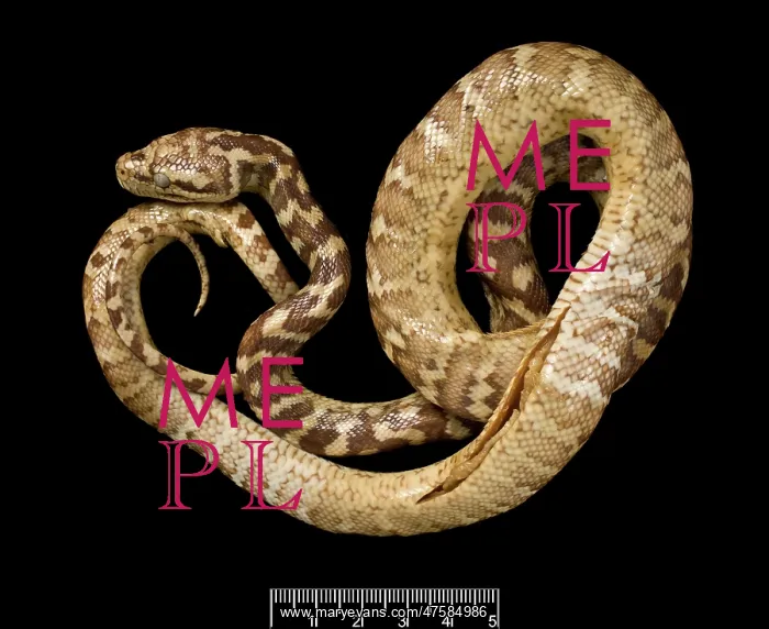 : Morelia spilota variegata, carpet python : Morelia spilota variegata, carpet python