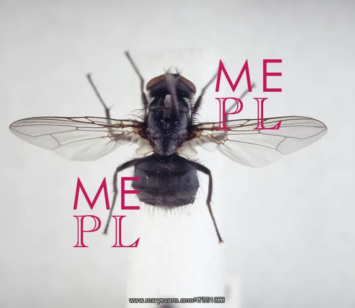 : Morellia simplex, sweat fly : Morellia simplex, sweat fly
