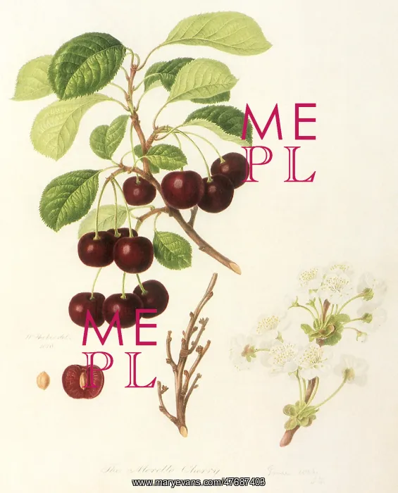  : Morello Cherries