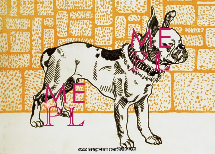 : Moriz Jung. Pitbull Terrier. Wiener : Moriz Jung. Pitbull Terrier. Wiener