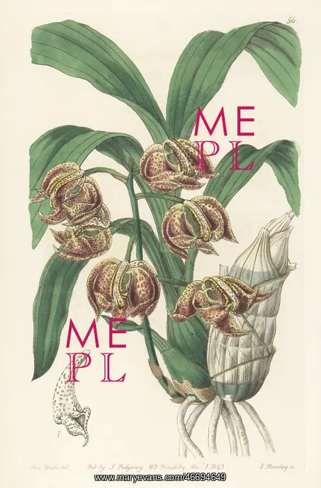 : Mormodes aromatica orchid : Mormodes aromatica orchid