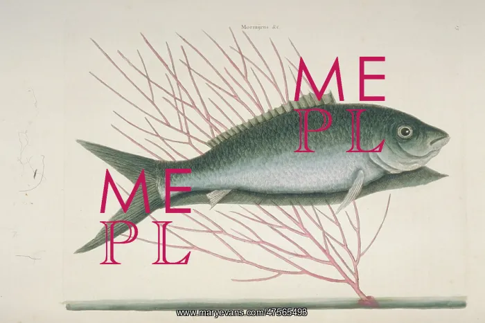 : Mormyrus ex cinereo nigricans, bone-fish : Mormyrus ex cinereo nigricans, bone-fish