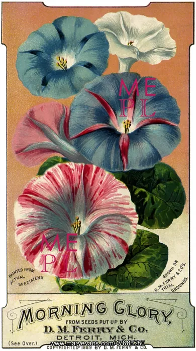  : Morning Glory
