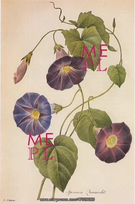 : Morning Glory : Morning Glory