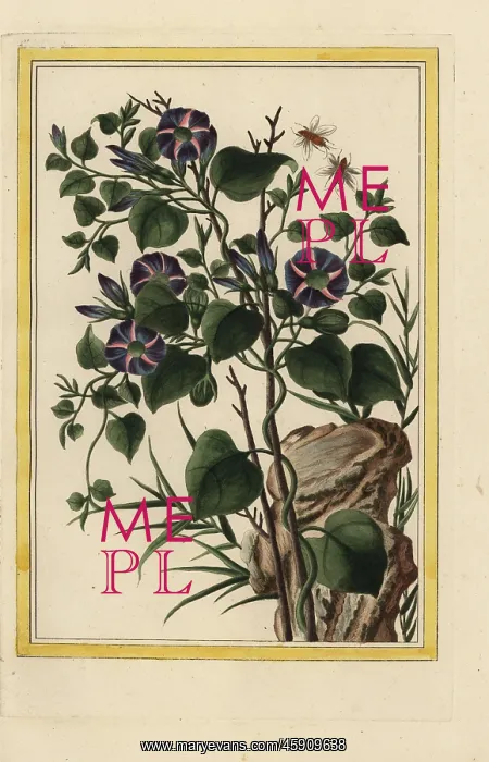 : Morning glory, bindweed species : Morning glory, bindweed species