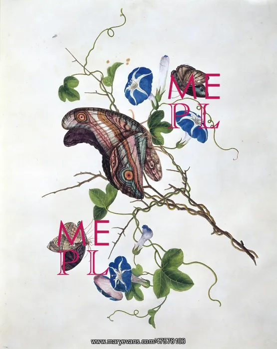 : Morning glory with butterflies : Morning glory with butterflies