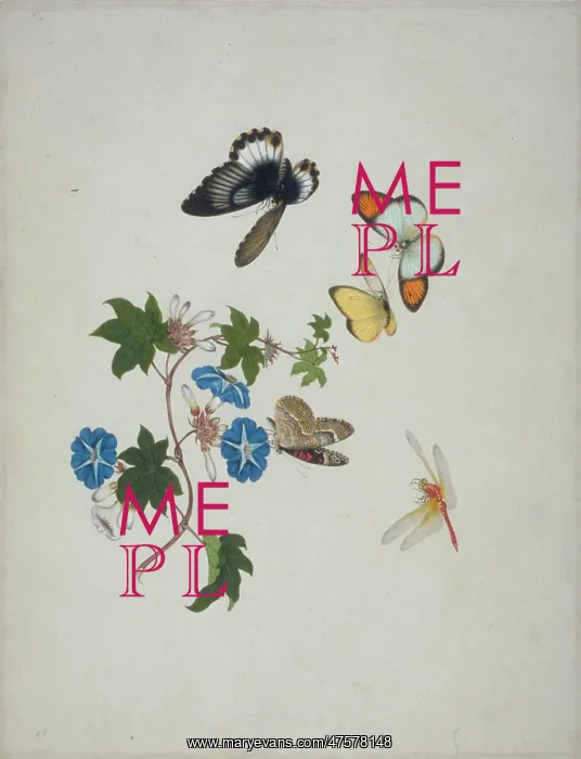 : Morning Glory with butterflies & dragonfly : Morning Glory with butterflies & dragonfly