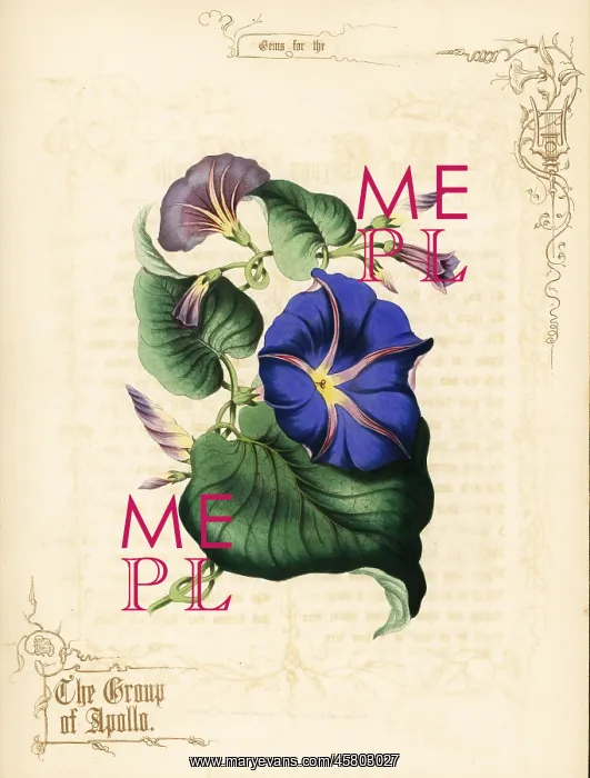 : Morning glory flowers and foliage : Morning glory flowers and foliage