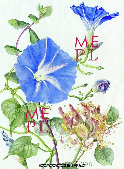  : Morning Glory and Honeysuckle