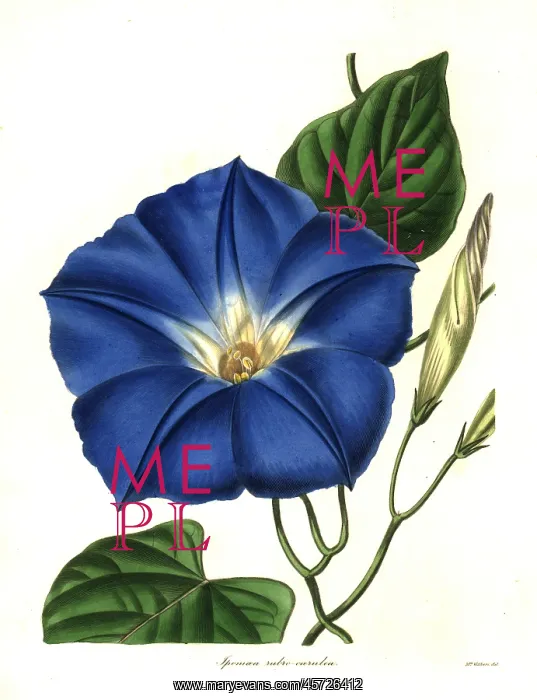 : Morning glory, Ipomoea tricolor : Morning glory, Ipomoea tricolor