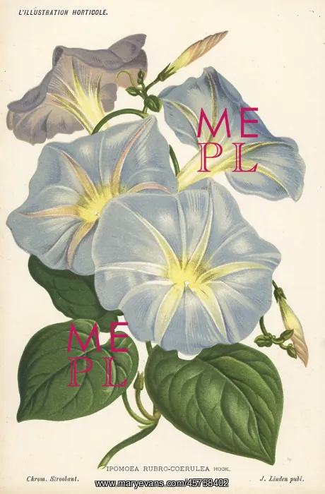 : Morning glory, Ipomoea tricolor : Morning glory, Ipomoea tricolor