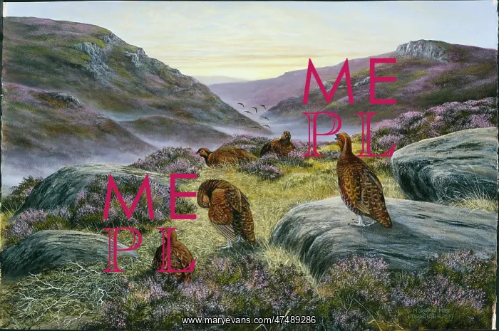 : Morning Mist ' grouse in moorland : Morning Mist ' grouse in moorland