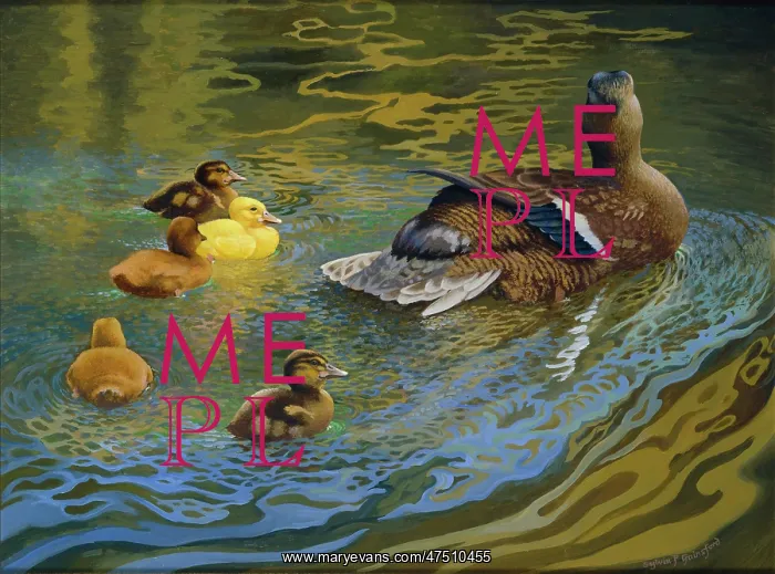 : The Morning Stretch ' duck and ducklings : The Morning Stretch ' duck and ducklings