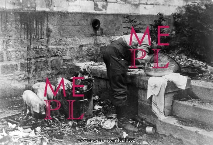 : Morning wash with piglets, 1915 : Morning wash with piglets, 1915