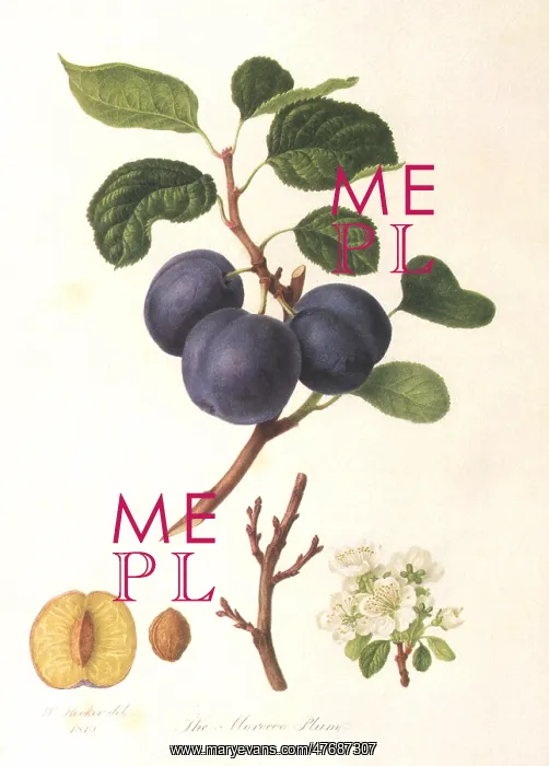  : Moroccan Plums