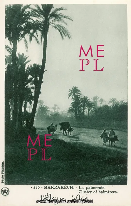 : Morocco - Marrakesh - Cluster of Palmtrees : Morocco - Marrakesh - Cluster of Palmtrees