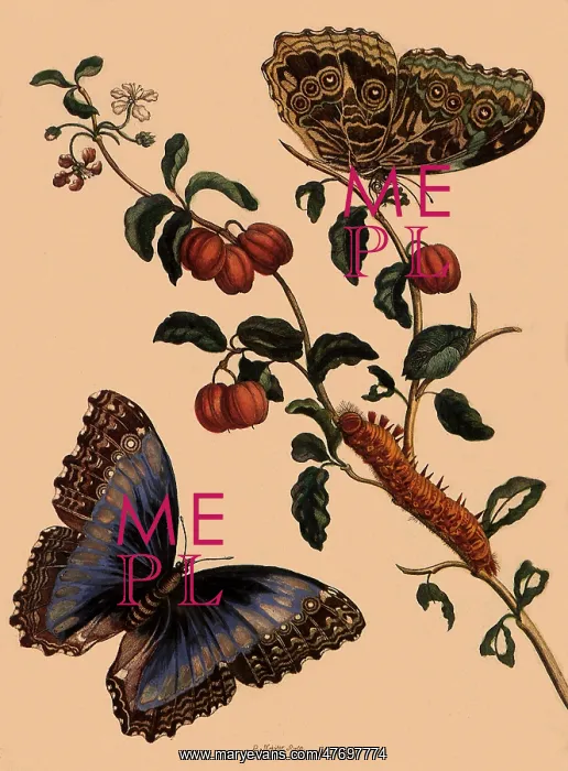 : Morpho Achilles : Morpho Achilles