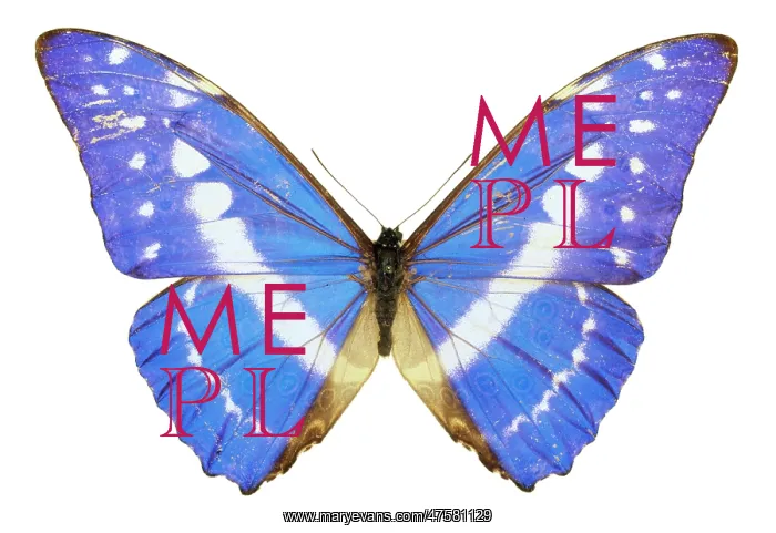: Morpho cypris, blue morpho butterfly : Morpho cypris, blue morpho butterfly