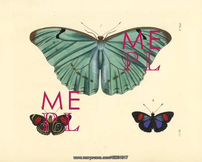 : Morpho and hydaspes eighty-eight butterfly : Morpho and hydaspes eighty-eight butterfly