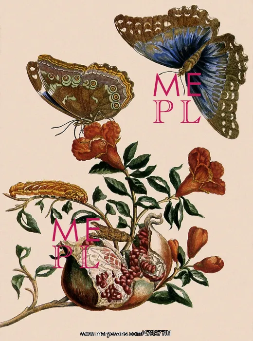 : Morpho Menelaus : Morpho Menelaus