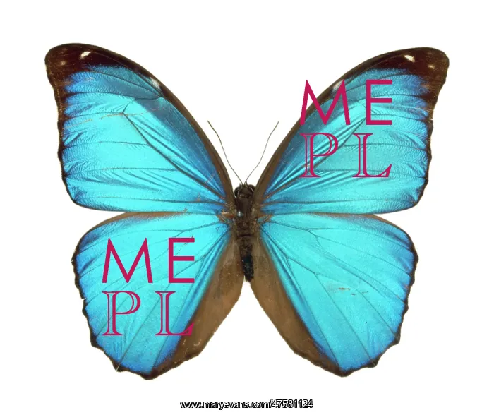 : Morpho menelaus, Amazonian butterfly : Morpho menelaus, Amazonian butterfly