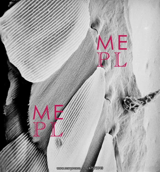 : Morpho menelaus, blue morpho : Morpho menelaus, blue morpho