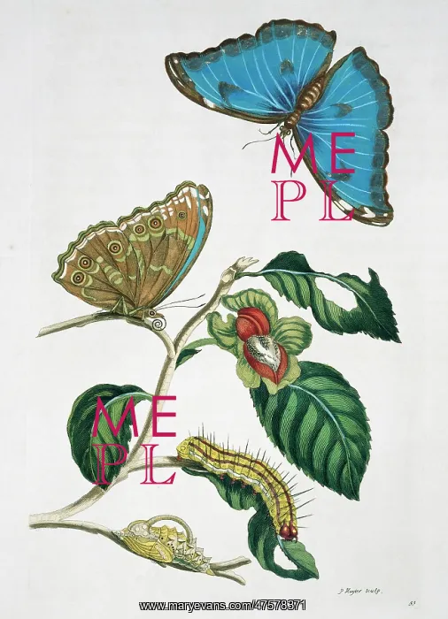 : Morpho menelaus, blue morpho butterfly : Morpho menelaus, blue morpho butterfly
