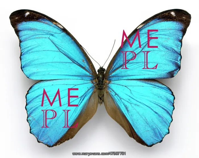 : Morpho menelaus, Cramer's blue butterfly : Morpho menelaus, Cramer's blue butterfly