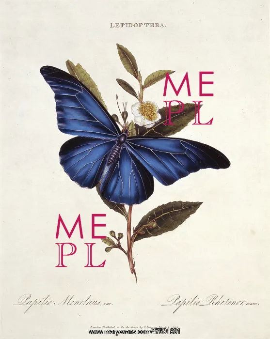 : Morpho rhetenor, blue morpho butterfly : Morpho rhetenor, blue morpho butterfly