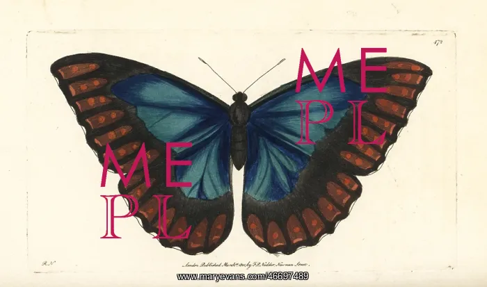 : Morpho telemachus butterfly : Morpho telemachus butterfly