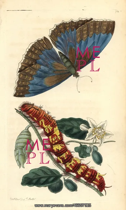 : Morpho telemachus butterfly : Morpho telemachus butterfly