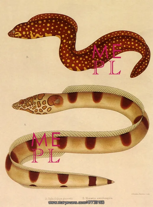 : Morray and Snake Eels