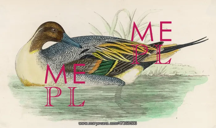  : MORRIS / DUCK / PINTAIL