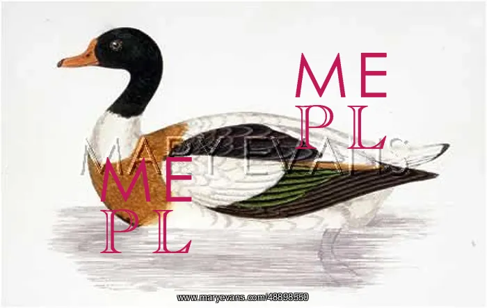  : MORRIS / DUCK / SHELDRAKE