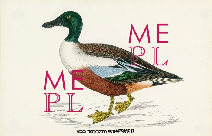  : MORRIS / DUCK / SHOVELER