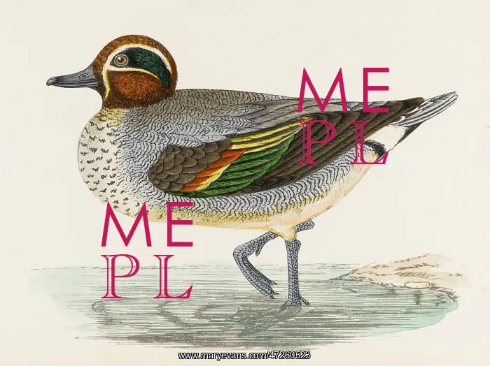  : MORRIS / DUCK / TEAL