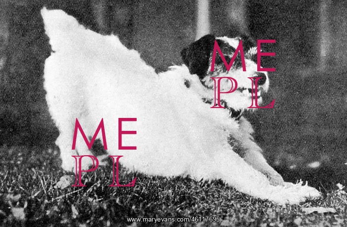 : Morty the dog, mascot of WW1 : Morty the dog, mascot of WW1