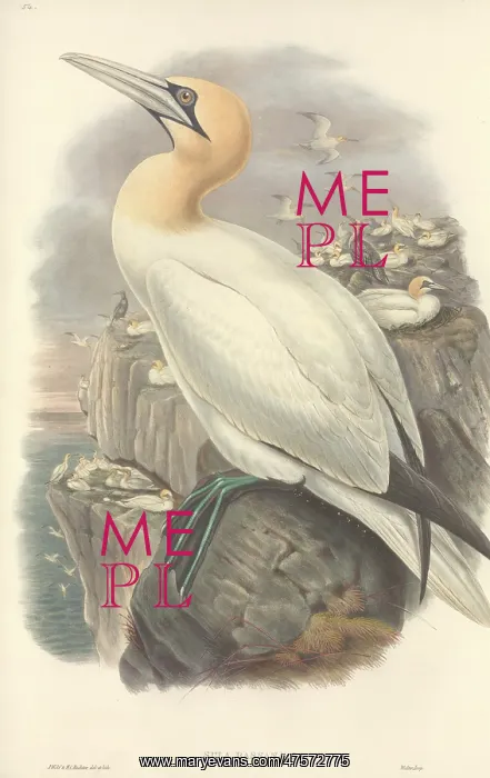 : Morus bassanus, gannet : Morus bassanus, gannet