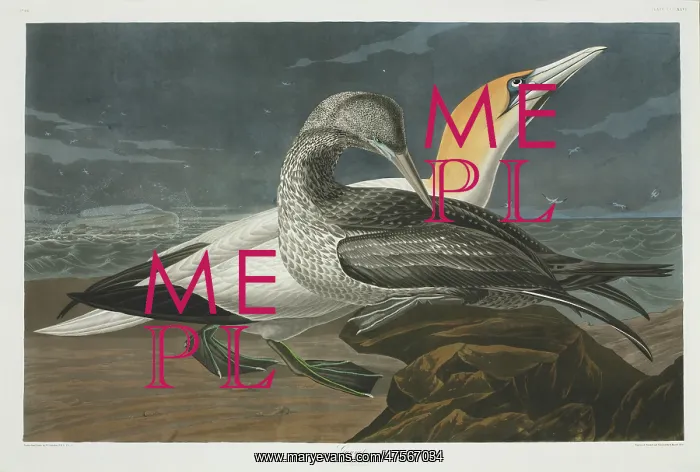 : Morus bassanus, northern gannet : Morus bassanus, northern gannet