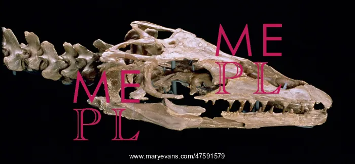 : Mosasaur: Platycarpus ictericus : Mosasaur: Platycarpus ictericus