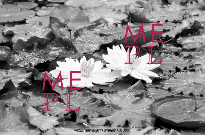 : Moscow Botanical Garden, 1985 : Moscow Botanical Garden, 1985
