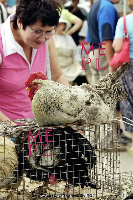 : At Moscow Pet Market : At Moscow Pet Market